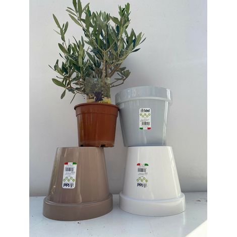 PIANTA DI ULIVO BONSAI VASO 15 CM ALTEZZA 20/25 CM + vaso   ( foto reali)