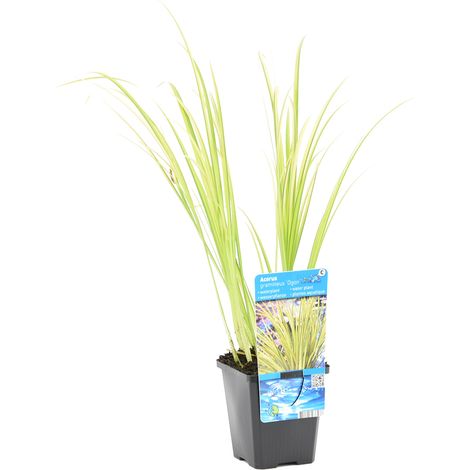 Bloomique - Acorus Ogon - Acore nain - Plantes de bassin - Résistante au gel - 10-20 cm de haut - Pot 9 cm