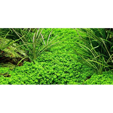 Aquarium Pflanze 10 Stück Hemianthus callitrichoides Wasserpflanze Nr.048B Set