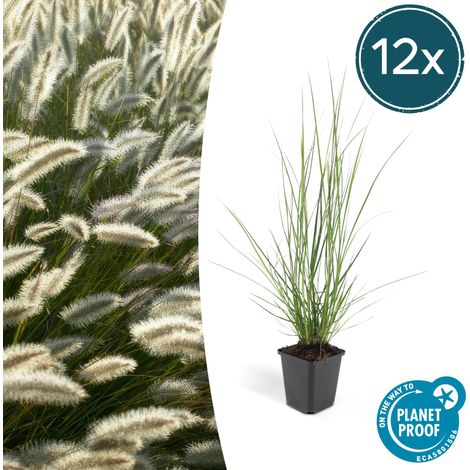 Lot de 12 Pennisetum alopecuroides 'Hameln' Herbe aux Écouvillons Hauteur 10-25 cm Pot Ø 9 cm - PANGIVO (1/5)