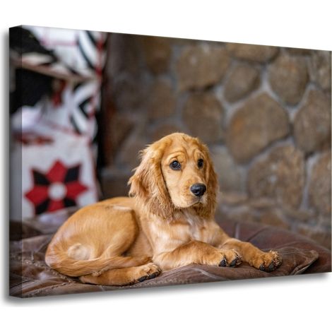 Leinwanddruck Tiere Cocker Spaniel Hund 70x50 cm