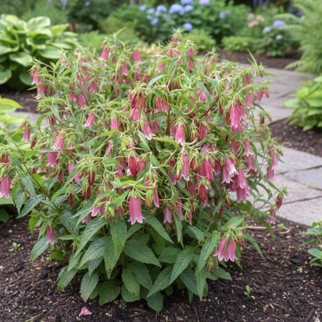 Campanule de Corée Elisabeth, Campanule takesimana/Lot de 5 godets
