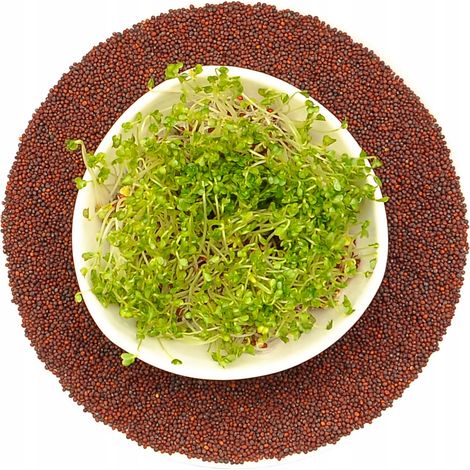 Semillas de brotes de brócoli para germinar 250 g (1/5)
