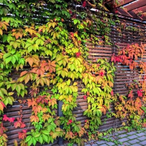 Pépinières Naudet – Vigne Vierge 'Veitchii Robusta' – Feuillage vert foncé – Résistance au froid jusqu'à -15°C – Plante grimpante pour ombre et soleil
