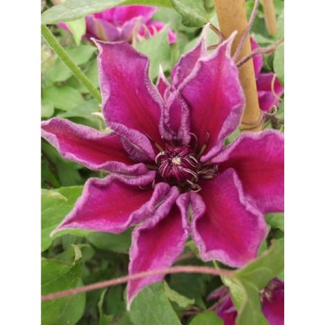 Clématite 'Temptation'® 'Zotemp' Pot de 2L/3L