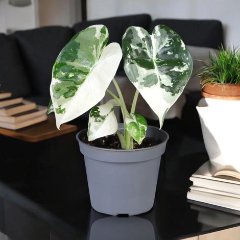 Gardenaria Alocasia variegata - Pianta da interno ornamentale - Altezza: 12 cm (vaso 6) (1/5)