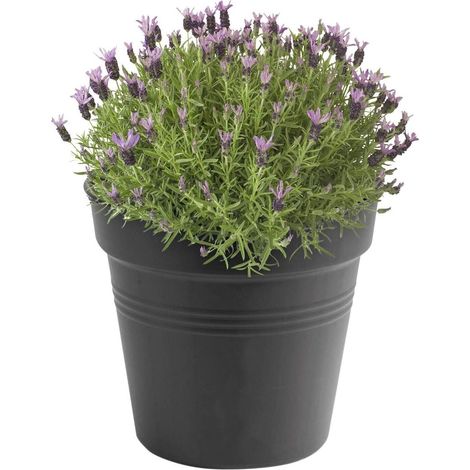 Pot de culture 13 - Pot de culture - Gris foncé - Intérieur et extérieur - Ø 17 x H 15,6 cm (1/4)