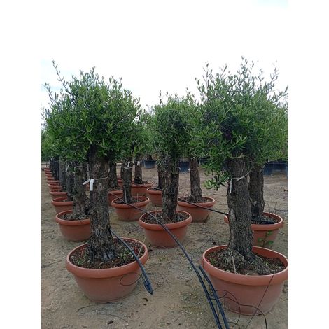 OLEA EUROPAEA ALB.CIOTOLA 60 1/2 FUSTO CORATINA CRF.50/60