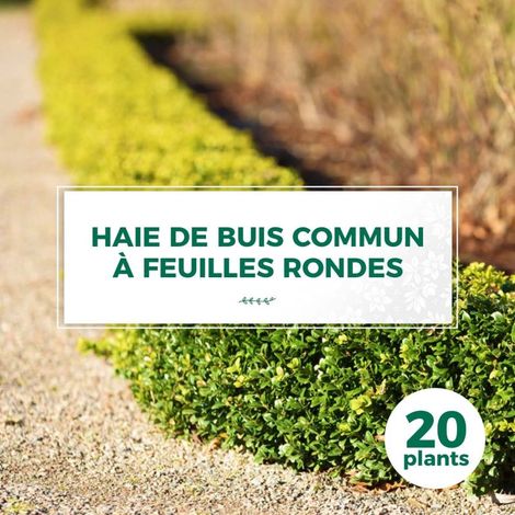 20 Buis Commun à Feuilles Rondes (Buxus Sempervirens 'Rotundifolia') - Haie de Buis Commun (1/2)