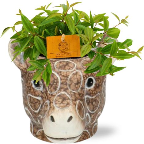 Peperomia Angulata Rocca Vivace Plante d'Intérieur Ø11cm avec Cache-Pot Girafe Marron - PANGIVO