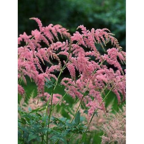 Astilbe de Chine 'Straussenfeder' Godet de 8/9 cm (1/2)