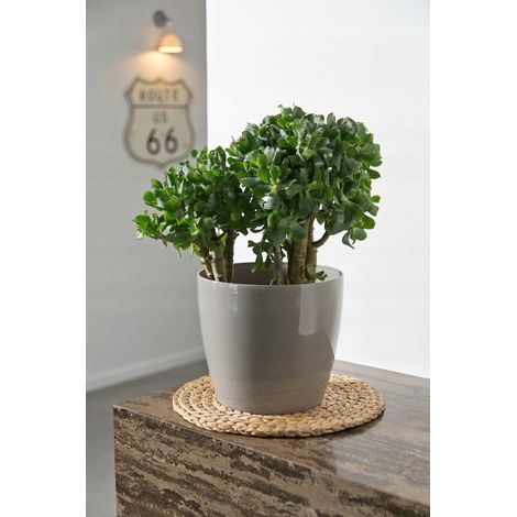 Cache-pot Magnolia argenté 15,5 cm