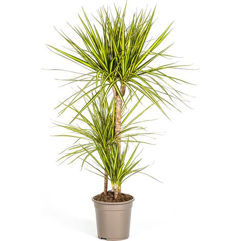 Dracaena Marginata Sunray - Plante Verte d'Intérieur - Feuillage Bicolore - Ø21 cm H100-110 cm - PANGIVO (1/5)