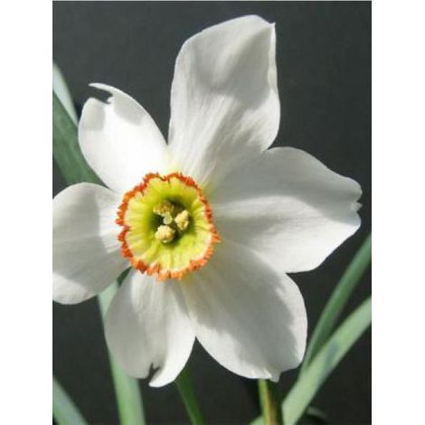 Narcisse 'Poeticus Recurvus' Bulbe calibre 12+ (par 10) (1/2)