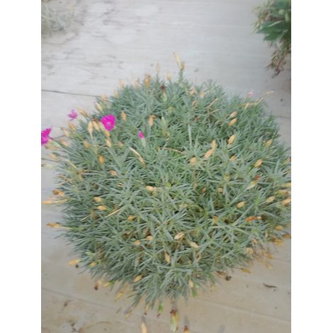Dianthus Star v24