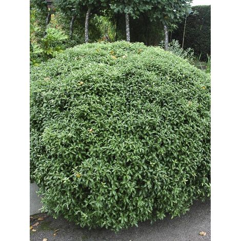 Pittosporum à petites feuilles 'Golf ball' Pot de 2L/3L (1/2)