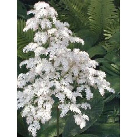 Rodgersia pinnata 'La Blanche' Godet de 8/9 cm