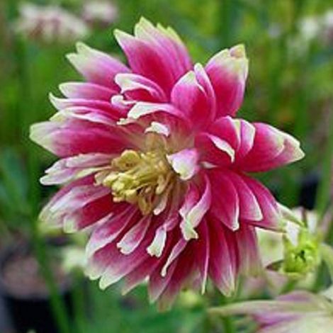 4 x Ancolie  - Aquilegia 'Nora Barlow'  - godet 9x9 cm