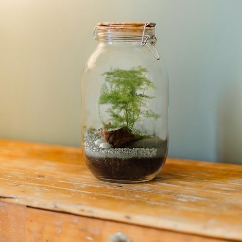Terrarium à faire soi même - Fougères et Flamant rose (1/5)