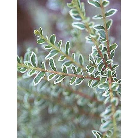 Chèvrefeuille à feuilles de buis 'Silver Beauty' Pot de 2L/3L