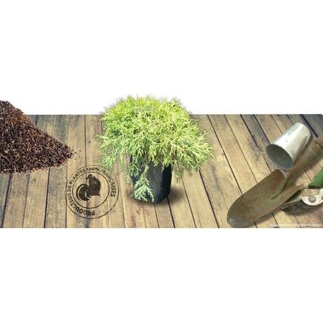 Cyprès Sawara Sungold, Chamaecyparis pisifera/Pot de 3L - 20/40 cm (1/2)