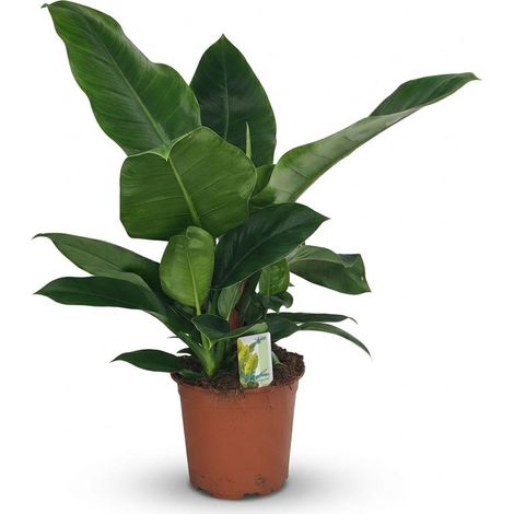 Plante d'intérieur Philodendron Imperial Green - Verte - Facile d'entretien - 65 cm - Pot Ø 19 cm - PANGIVO (1/5)