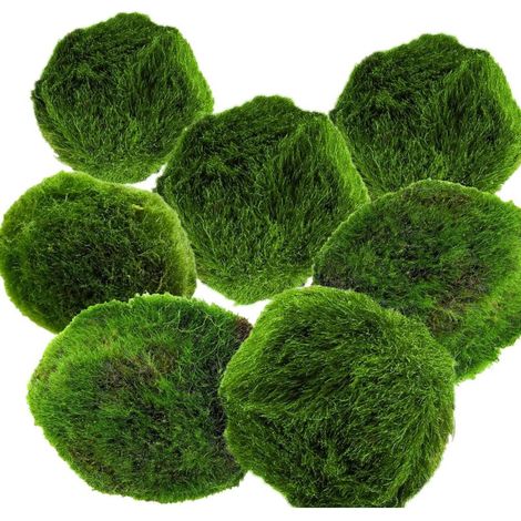 AquaBreedingSkill – Grand Format 3–4 cm – Lot de 7 Marimo Moss Balls – Plante Aquarium Vivante Naturelle, Filtre Biologique