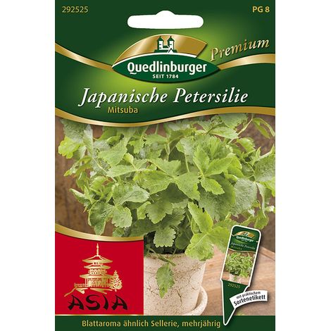 Quedlinburger Saatgut – Persil japonais « Mitsuba » – Graines d'herbes aromatiques, vivace, hauteur 40-50 cm