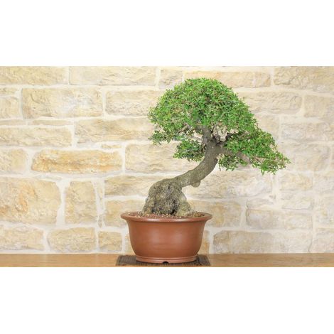Bonsai di Phillyrea (28) (1/5)