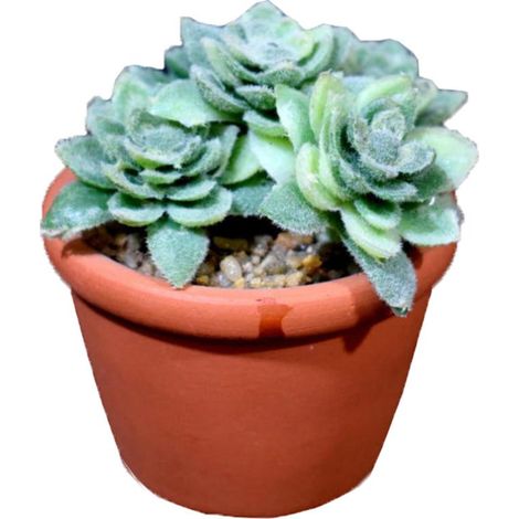 Mini succulenta verde in vaso effetto mattone da 8 cm (1/2)