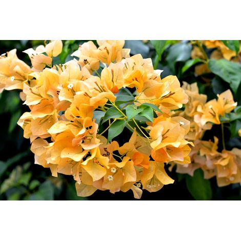 1 Planta Trepadora. Buganvilla. Bougainvillea. Naranja Flor de Papel. 120 Cm