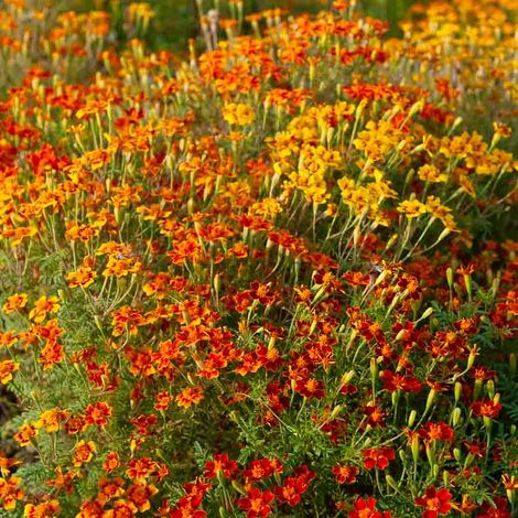 Vilmorin – Œillet d'Inde miniature varié – Plante naine très florifère – Couleurs jaune clair à orange foncé – Exposition soleil et chaleur
