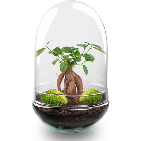 Kit Terrarium DIY Écosystème Fermé avec Ficus Ginseng Bonsai en Verre Ø 17,5 x 30 cm - PANGIVO
