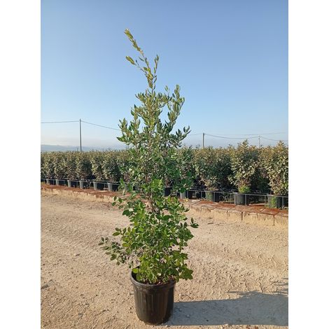 QUERCUS ILEX CESP.40 Lt.25