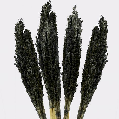 Bouquet d'herbes du Cantal - Noir- Vendu par 6 (1/4)