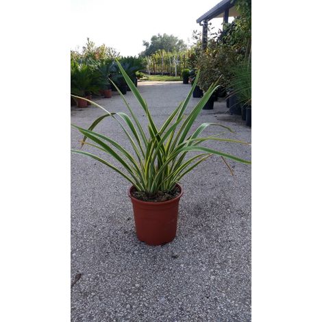 PIANTA DI PHORMIUM TENAX VARIEGATO V.24 cm ALTEZZA 50 CM (foto reali)