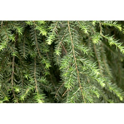 Hänge-Hemlocktanne 'Pendula' Tsuga canadensis 'Pendula' C 5 40- 60 (1/5)