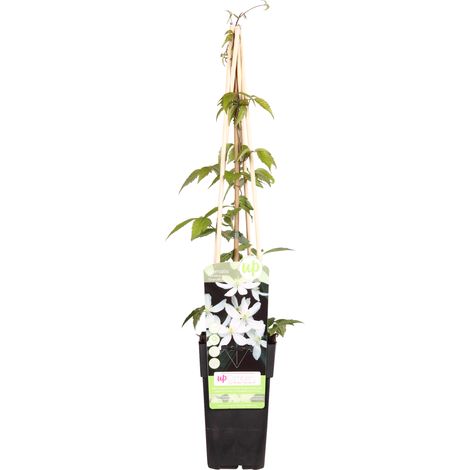 Clématite Montana Grandiflora Plante Grimpante Fleurs Blanches Hauteur 65 cm Pot Ø 15 cm - PANGIVO (1/2)