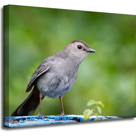 Leinwanddruck Tiere Sitzender Vogel 50x40