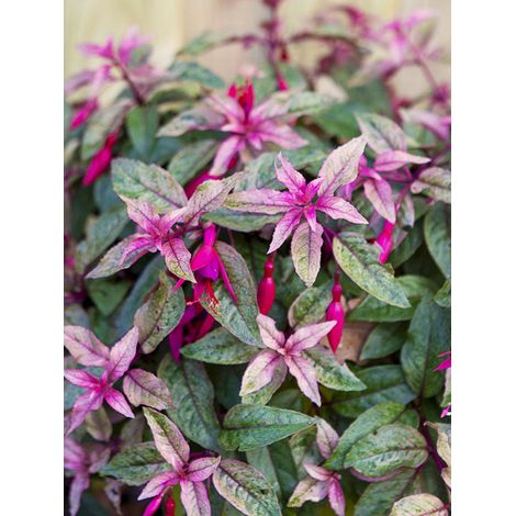 Fuchsia 'Happy Birthday' Pot de 1L/1,5L