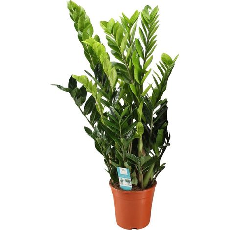 Zamioculcas Zamiifolia Plante d’intérieur Feuillage vert brillant Pot 21 cm Hauteur 95 cm - PANGIVO (1/4)