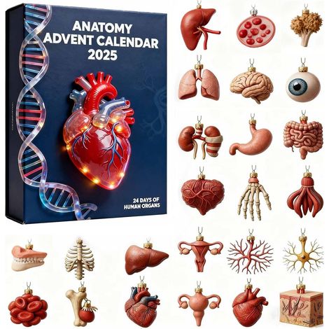Calendrier de l'Avent Anatomie humaine avec compte à rebours de Noël de 24 jours et décorations suspendues en acrylique représentant des organes humains pour cadeau original aux passionnés de médecine
