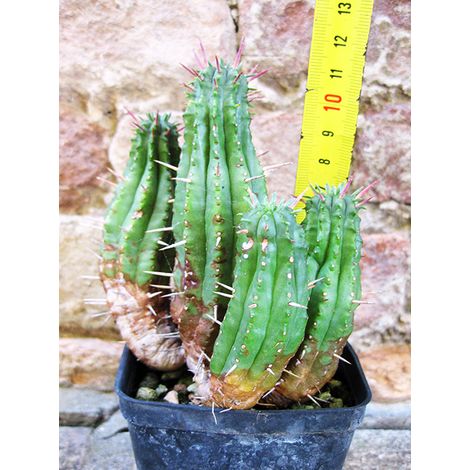 Euphorbia ferox caespitosa 12 cm, cactus, pianta grassa