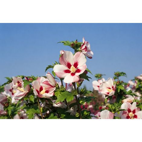 Gardenaria Ibisco - Hybiscus syriacus 'Hamabo' - Arbusto ornamentale da giardino - Altezza: 100/120 cm (vaso20) (1/2)