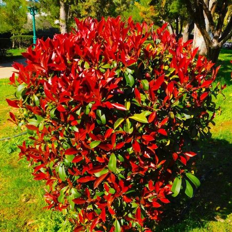 Pépinières Naudet – Photinia de fraser 'Robusta Compacta' – Arbuste persistant 15-40 cm – Feuillage vert teinté de rouge – Exposition soleil – Rusticité -12°C à -18°C (1/4)