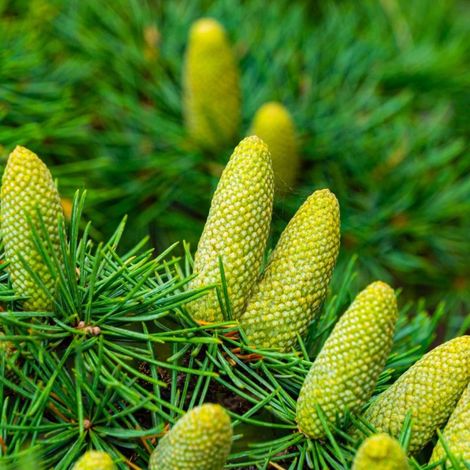 Pépinières Naudet – Cèdre de l'Atlas (Cedrus atlantica) – Godet 13/25cm – Feuillage persistant vert éclatant – Résistant aux vents et à la sécheresse (1/3)