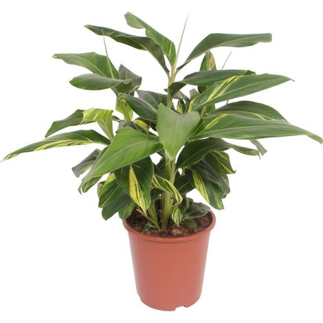 Alpinia Zerumbet Variegata Gingembre Coquille Panaché Plante Verte d'Intérieur Pot Ø27 cm H80 cm - PANGIVO (1/4)