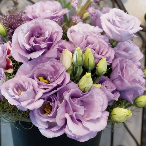 1000 Light Lavender Lucita Lisianthus Seeds – Delicate Long-Blooming Eustoma, Ideal for Pots and Flower Beds (1/5)