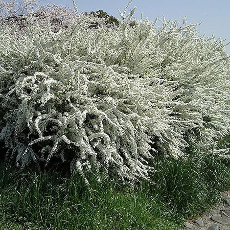 Spirée de Thunberg - Spiraea thunbergii  - 40-60 cm pot