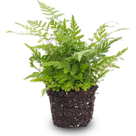 Fougère Athyrium spicatum - Plante pour Terrarium et Intérieur - Vert Frais - Pot Ø 6 cm - PANGIVO (1/5)